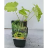 Alūnė - Heuchera vilossa var. macrorrhiza