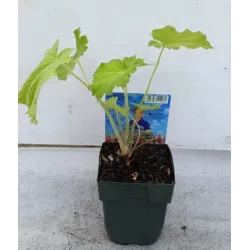 Alūnė - Heuchera vilossa var. macrorrhiza