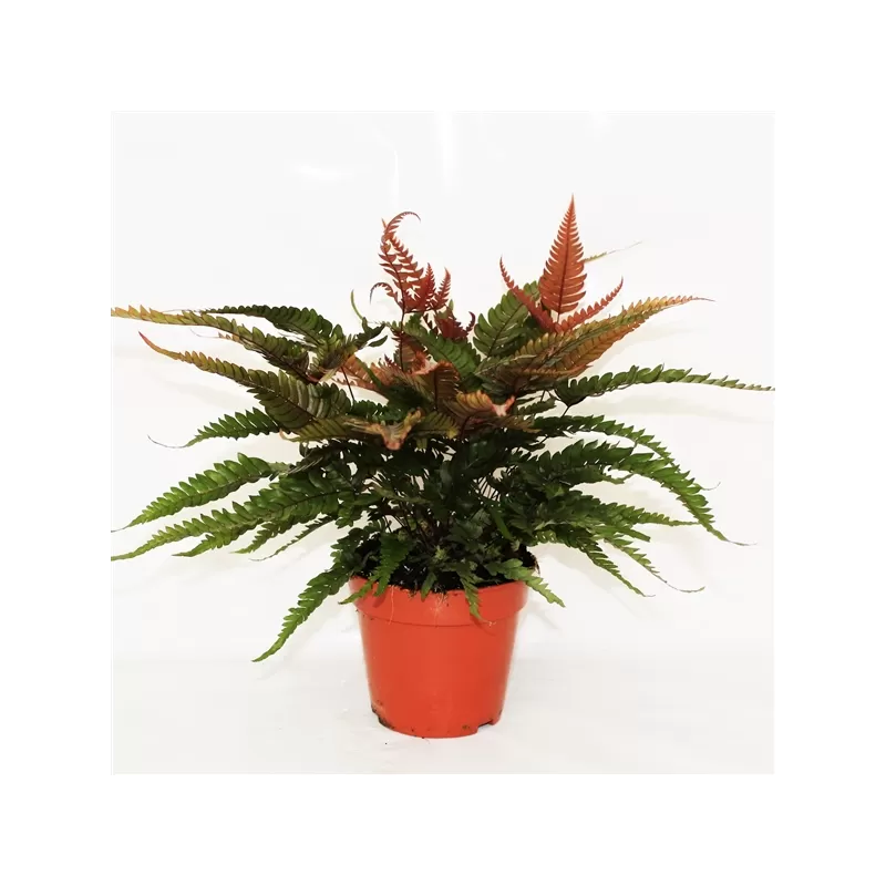 Papartis - Pteris quadriaurita Tricolor P14 gyva foto