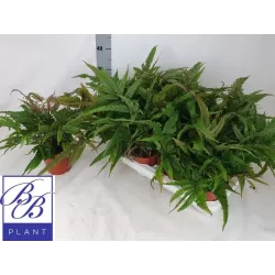 Papartis - Pteris quadriaurita Tricolor P14 gyva foto