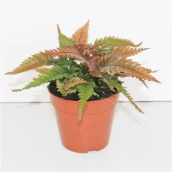 Papartis - Pteris quadriaurita Tricolor P14 gyva foto