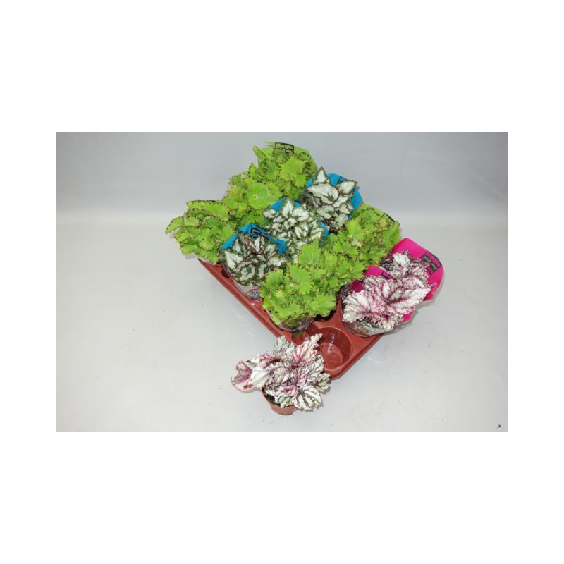 Lapinė begonija - Begonia MAGIC COLOURS Mix 8.5Ø x4 3-4 skirtingos gyva foto 2022-07-31