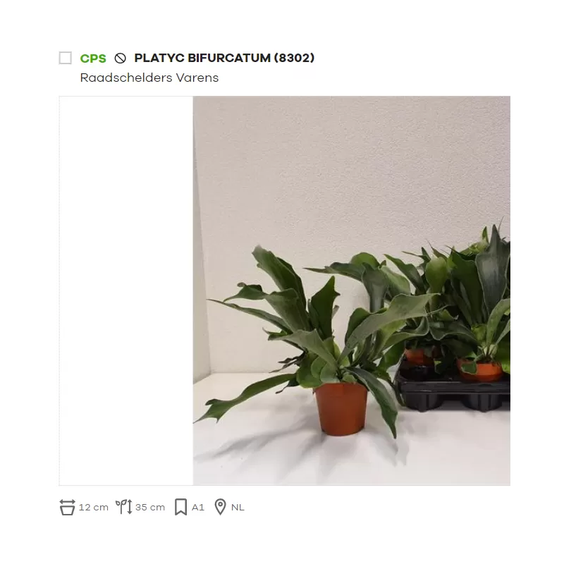 Papartis  -  Platycerium bifurcatum P12