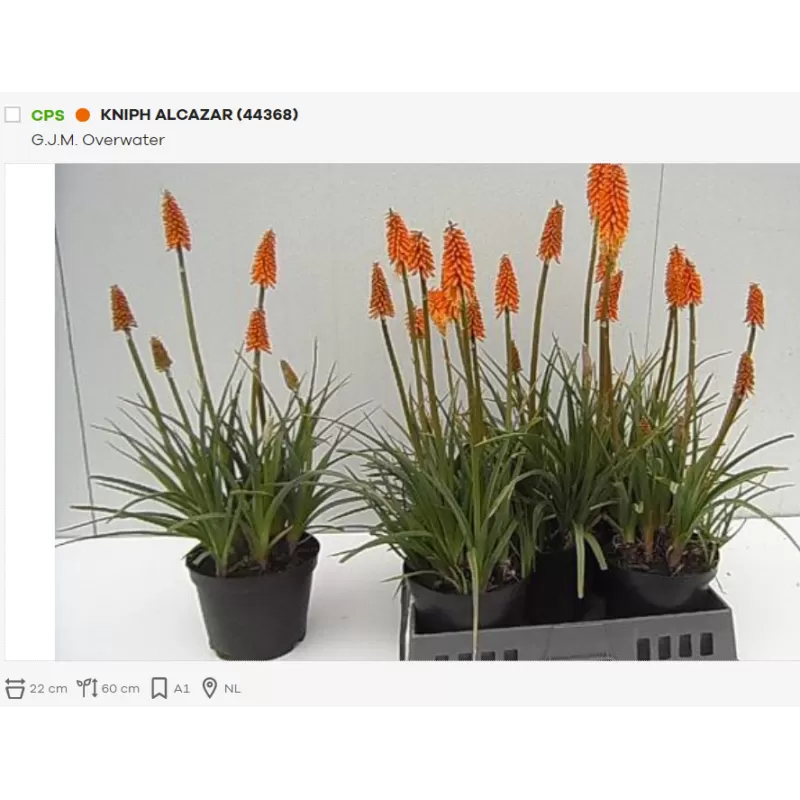 Knifofija - Kniphofia ulvaria ALCAZAR P20