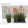 Knifofija - Kniphofia ulvaria ALCAZAR P20