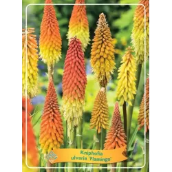 Knifofija - Kniphofia ulvaria ALCAZAR P20