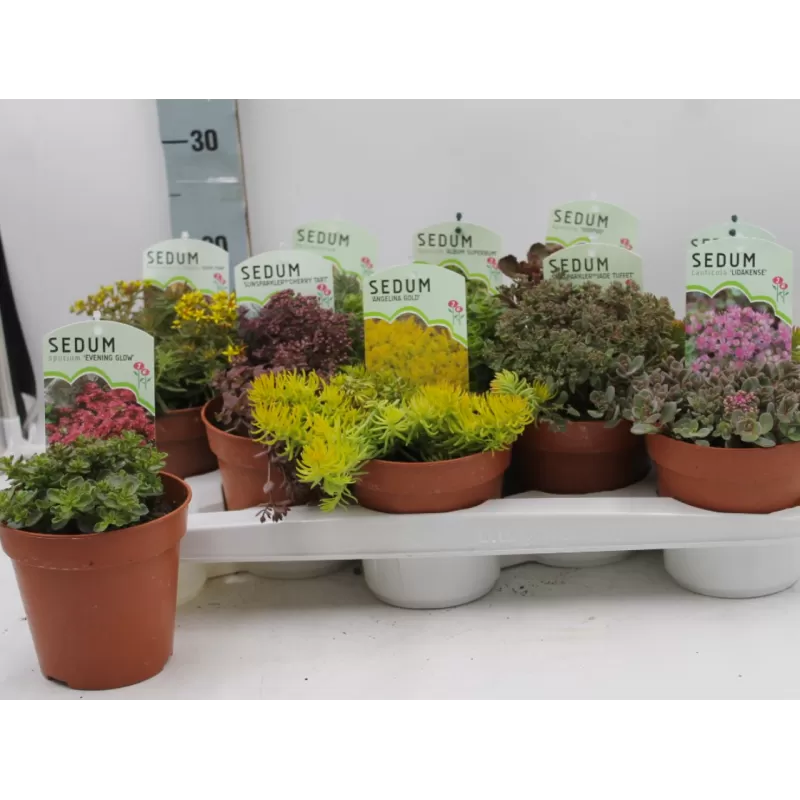 Daugiametės gėlės internetu su pristatymu į namus