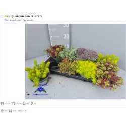 Daugiametės gėlės internetu su pristatymu į namus