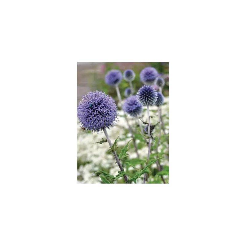 Bandrenis - Echinops bannaticus TAPLOW BLUE