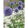 Bandrenis - Echinops bannaticus TAPLOW BLUE