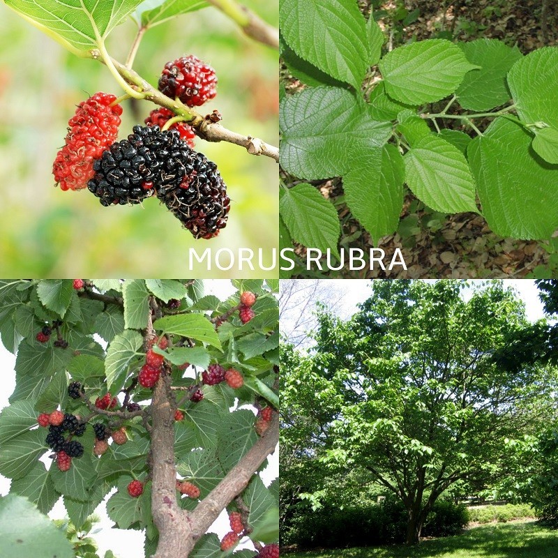 Mulberry - Morus rubra