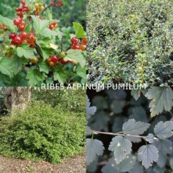 Alpinis (kalninis) serbentas - Ribes alpinum 'Pumilum' P9