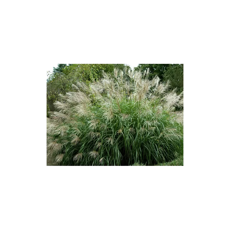 Kininis miskantas - Miscanthus sinensis Silberfeder P9