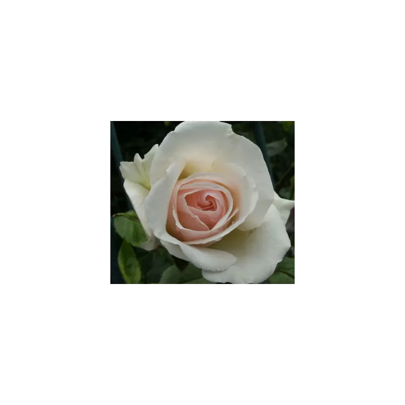 Rožė 'Swan Lake' - Rosa 'Schwanensee' , d19, h80