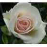 Rožė 'Swan Lake' - Rosa 'Schwanensee' , d19, h80
