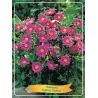 Plukė - Anemone hybrida Pamina P11