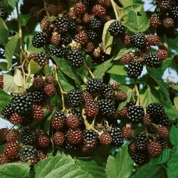 Paprastoji avietė - Rubus idaeus Bristol