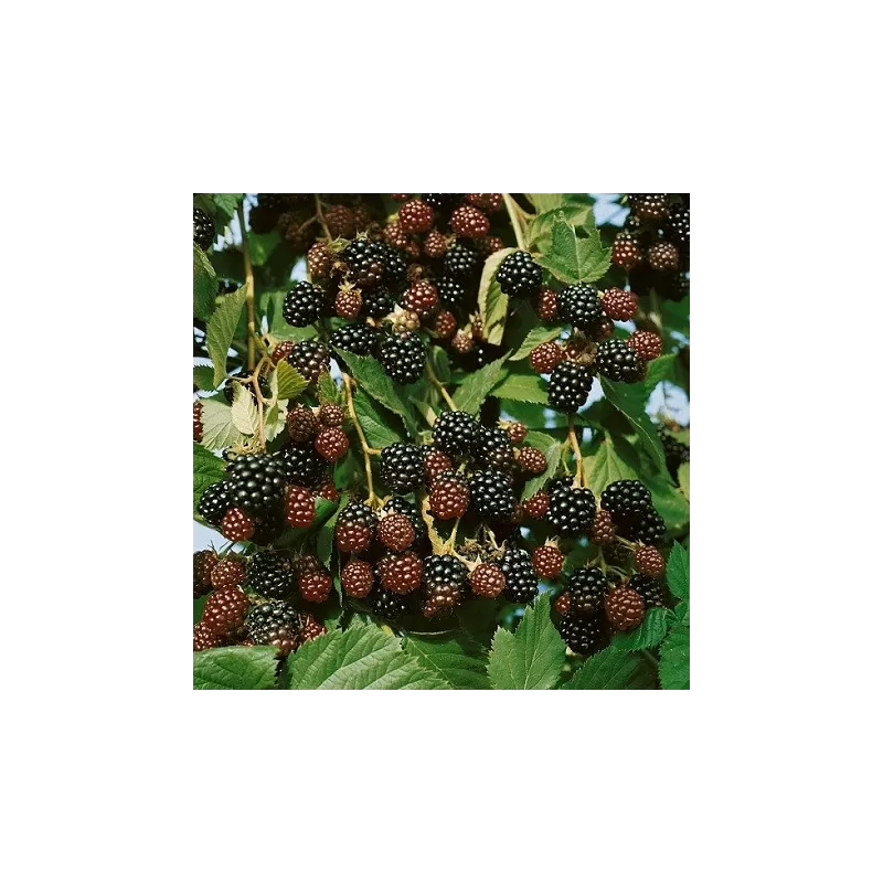 Paprastoji avietė - Rubus idaeus Bristol