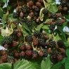 Paprastoji avietė - Rubus idaeus Bristol