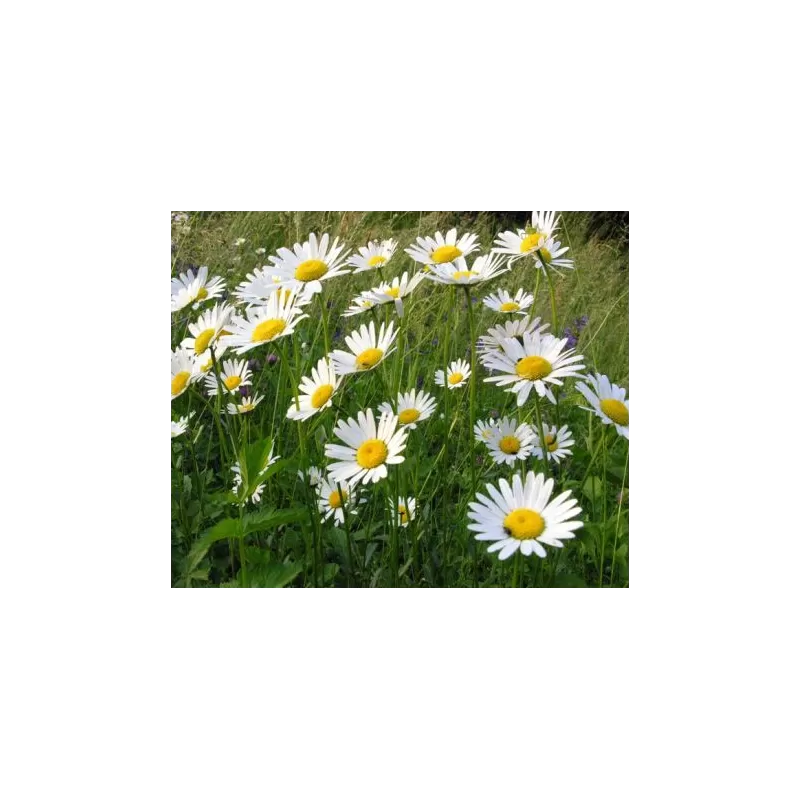Paprastoji baltagalvė - Leucanthemum vulgare