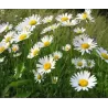 Paprastoji baltagalvė - Leucanthemum vulgare