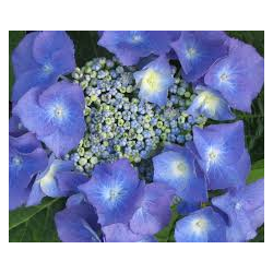 Darželinė (didžialapė) hortenzija - Hortensia Teller Blue...