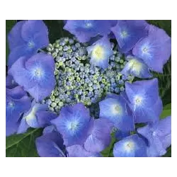 Didžialapė (darželinė, stambialapė) hortenzija Leuchtfeuer - Hydrangea macrophylla 'Leuchtfeuer'