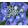 Didžialapė (darželinė, stambialapė) hortenzija Leuchtfeuer - Hydrangea macrophylla 'Leuchtfeuer'