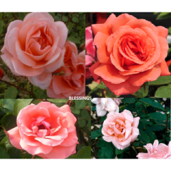 Rožė - Rosa Blessings P19C4 4METAI