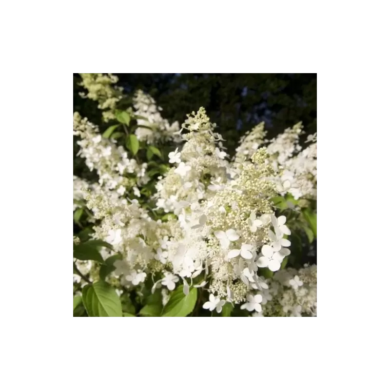 Hortenzijų krūmai ir medeliai su pristatymu į namus