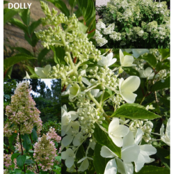 Šluotelinė (šluotinė) hortenzija - Hydrangea paniculata DOLLY...