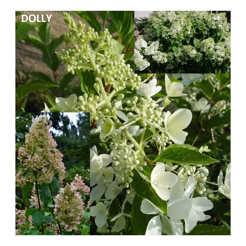 Hortenzijų krūmai ir medeliai su pristatymu į namus