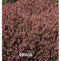 Aukštoji erika - Erica erigena 'Superba' p11