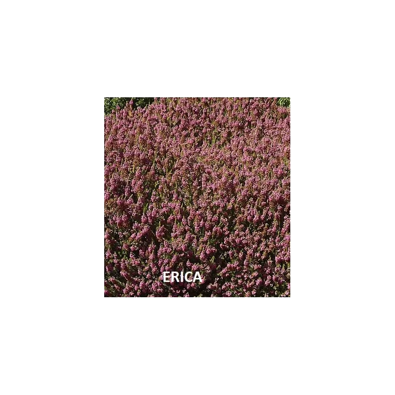 Aukštoji erika - Erica erigena 'Superba' p11