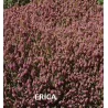 Aukštoji erika - Erica erigena 'Superba' p11