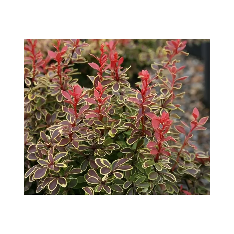 Tunbergo raugerškis - Berberis thunbergii Admiration P17-P19 C2 20+ CM Tunbergo raugerškis - Berberis thunbergii Admiration P17-P19 C2 20+ CM