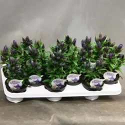 Rudeninis hibridinis gencijonas - Gentiana SCARLET BLUE 11Ø 17cm