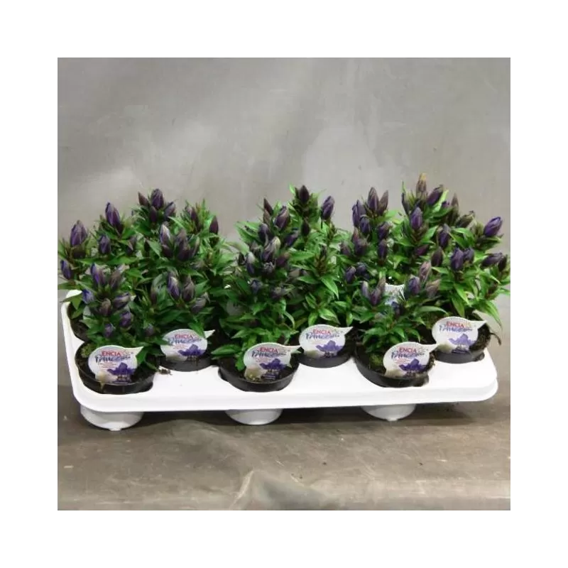 Rudeninis hibridinis gencijonas - Gentiana SCARLET BLUE 11Ø 17cm