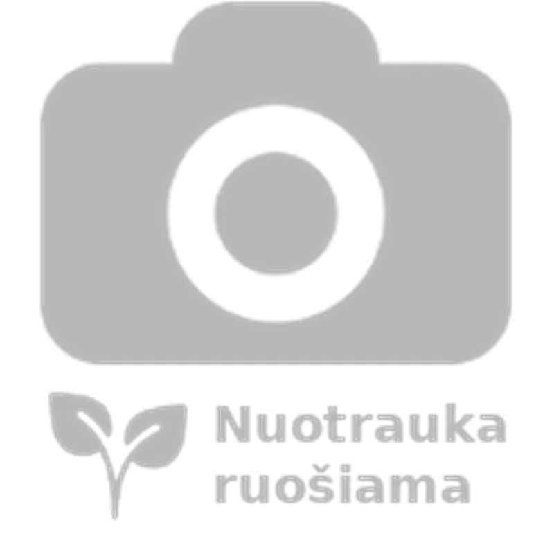 Prunus Rancho 1 j.Vg X/1/0 P