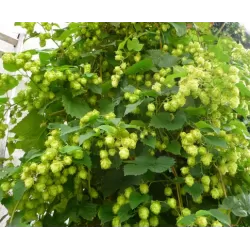 Paprastasis apynys - Humulus lupulus Prima Donna