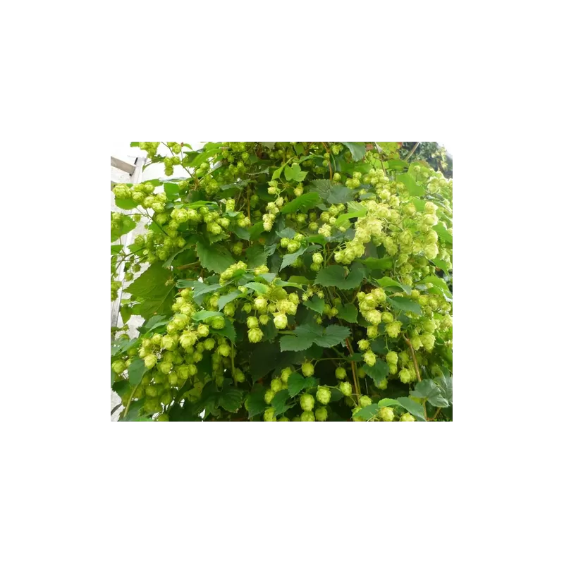 Paprastasis apynys - Humulus lupulus Prima Donna