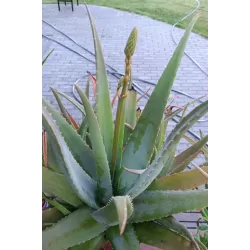 Tikrasis alavijas - Aloe vera (A. barbadensis Miller)