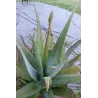 Tikrasis alavijas - Aloe vera (A. barbadensis Miller)