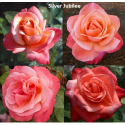 Rožė - Rosa Silver Jubilee skiepyta P16C3
