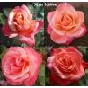 Rožė - Rosa Silver Jubilee skiepyta P16C3