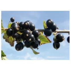 Lietuvos sodininkystės ir daržininkystės instituto sodinukai su pristatymu į namus