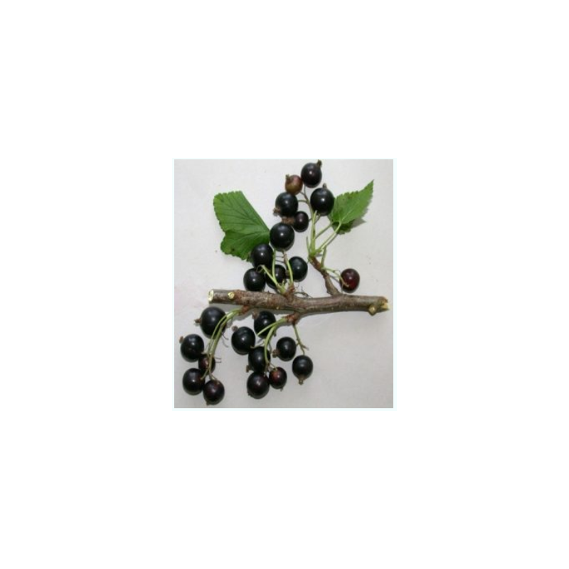 Juodieji serbentai - Ribes nigrum (Blackcurrant) Salviai P11X11X21C2 25+CM