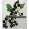 Juodieji serbentai - Ribes nigrum (Blackcurrant) Salviai P11X11X21C2 25+CM