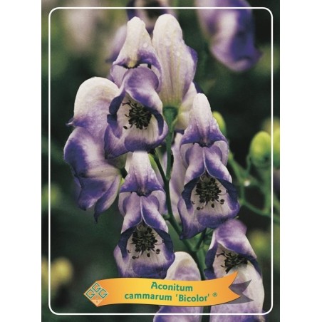 Kurpelė - Aconitum cammarum Bicolor ® P11