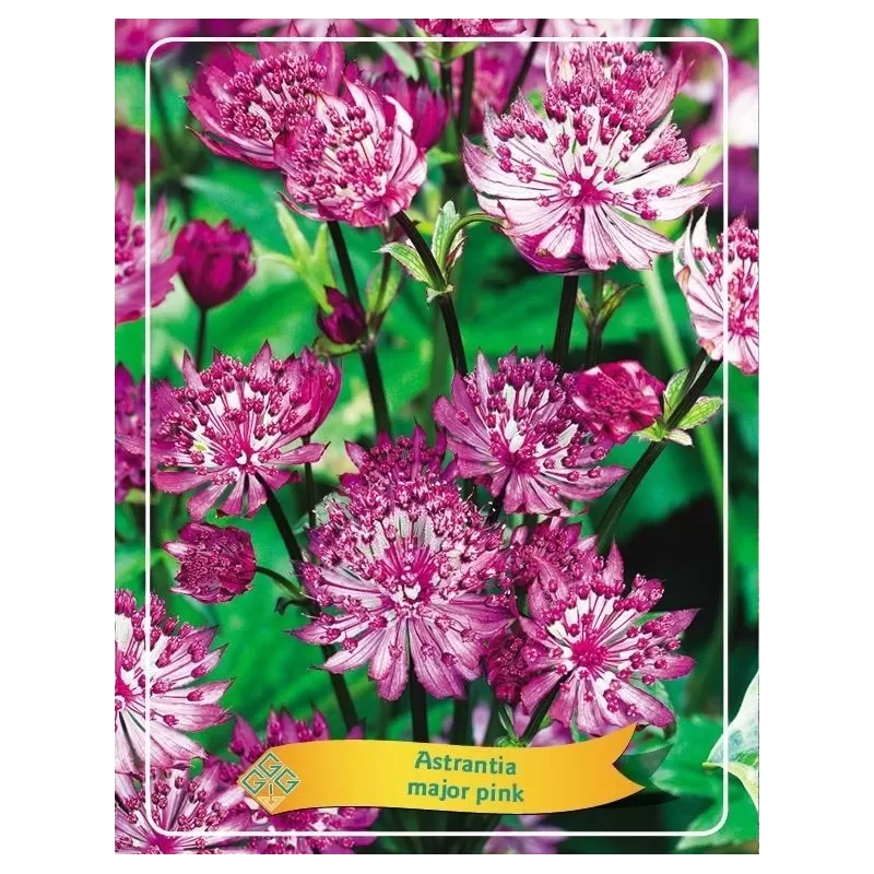 Astrantia major PINK